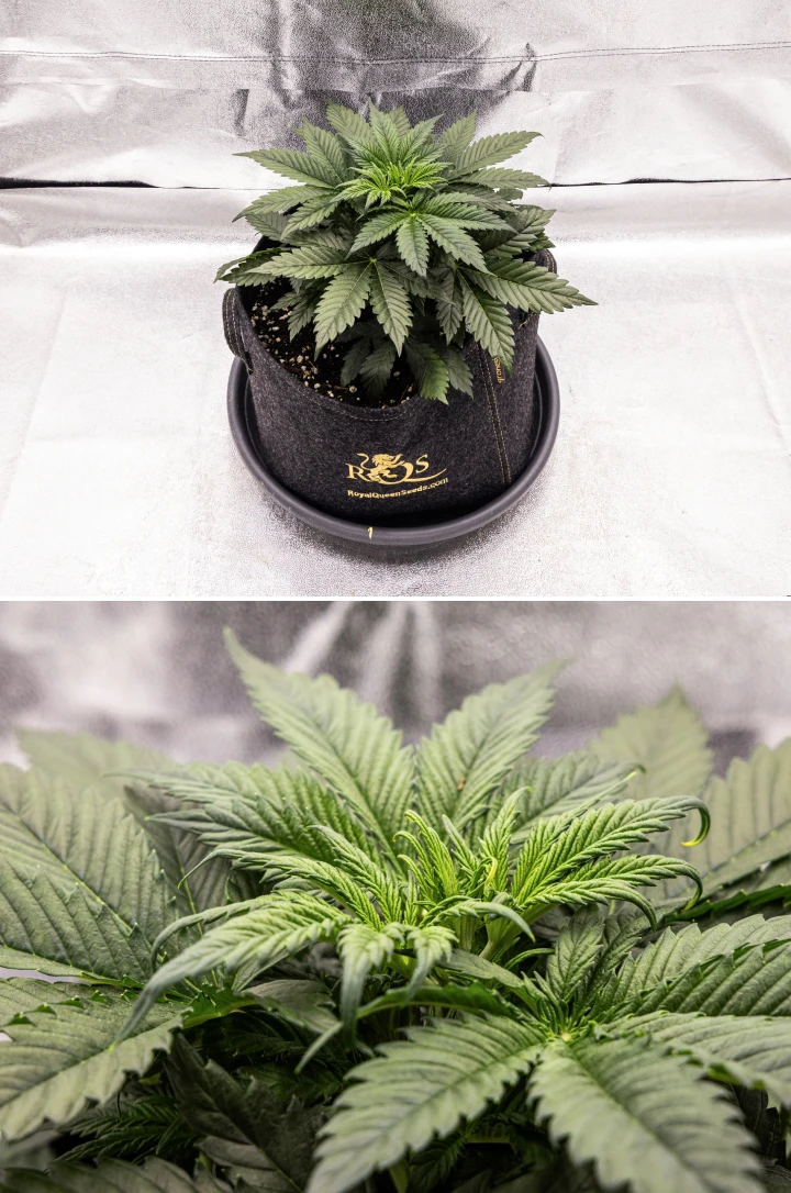 Planta de cannabis Granddaddy Purple Auto durante la semana 3, mostrando un crecimiento vegetativo constante, una corona completa de hojas de abanico sanas y una estructura compacta y uniforme antes de que empiece la floración.