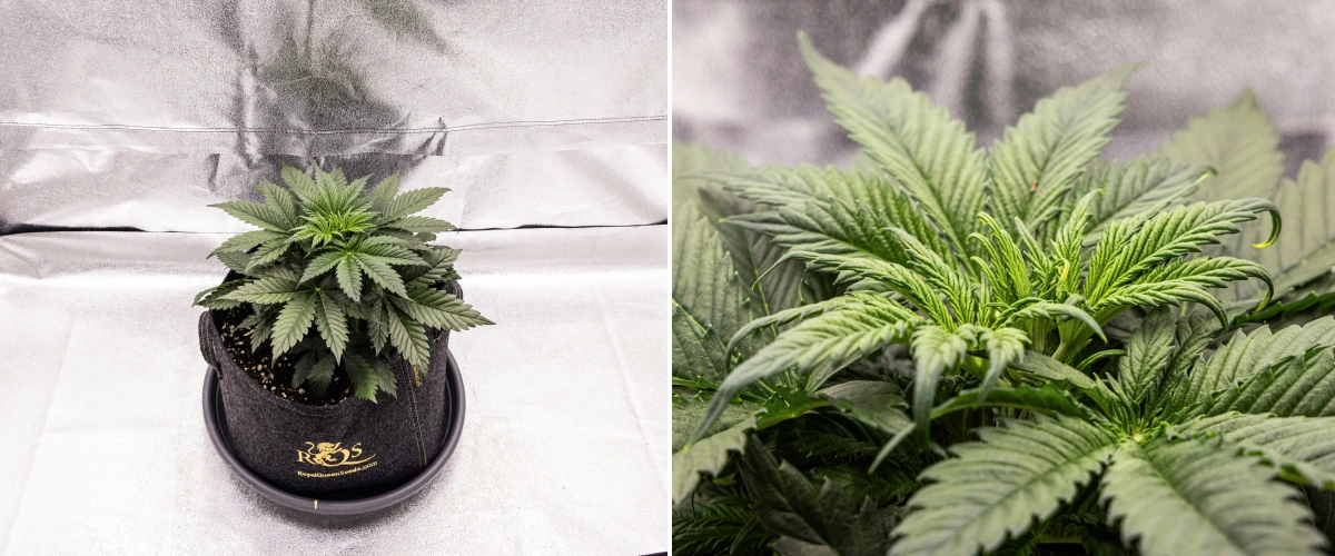 Planta de cannabis Granddaddy Purple Auto durante la semana 3, mostrando un crecimiento vegetativo constante, una corona completa de hojas de abanico sanas y una estructura compacta y uniforme antes de que empiece la floración.