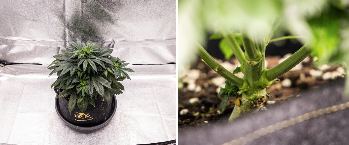 Planta de cannabis Granddaddy Purple Auto durante la semana 4, mostrando una copa compacta de color verde oscuro, un fuerte desarrollo del tallo y los primeros pistilos blancos mientras empieza la floración.