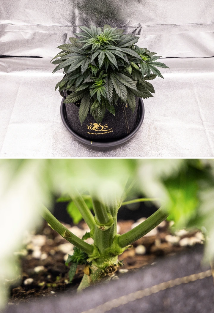 Planta de cannabis Granddaddy Purple Auto durante la semana 4, mostrando una copa compacta de color verde oscuro, un fuerte desarrollo del tallo y los primeros pistilos blancos mientras empieza la floración.
