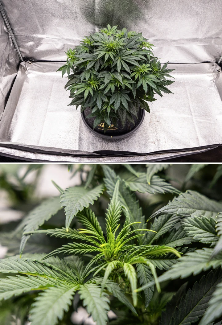 Planta de cannabis Granddaddy Purple Auto durante la semana 5, mostrando el inicio de la floración, follaje denso de color verde oscuro, puntos de cogollos en desarrollo y nuevo crecimiento floral a lo largo de las ramas.