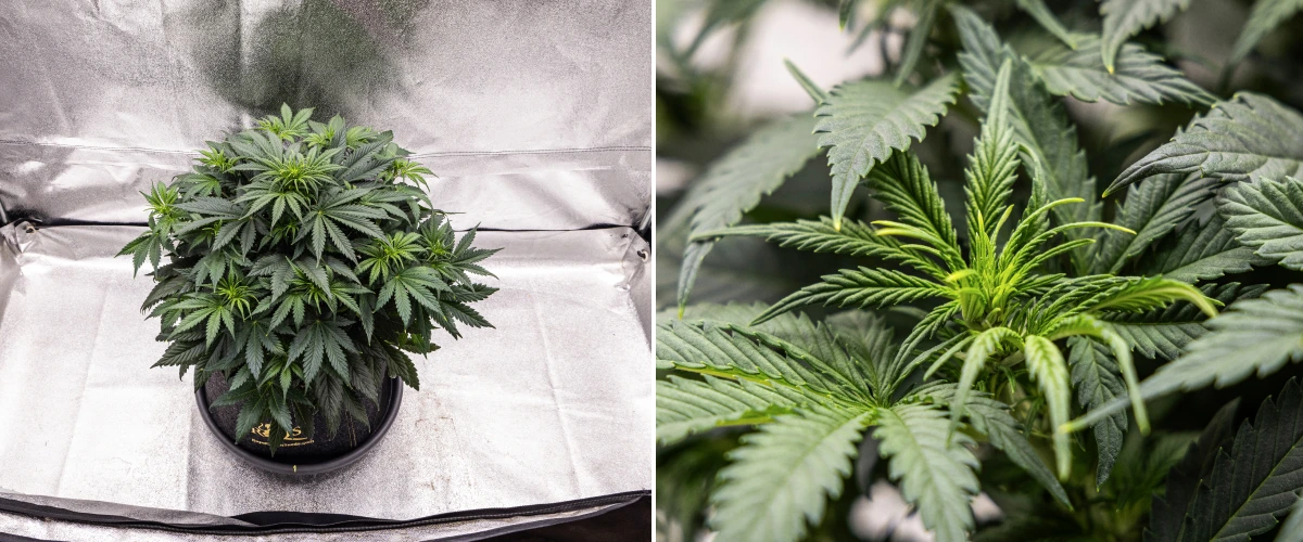 Planta de cannabis Granddaddy Purple Auto durante la semana 5, mostrando el inicio de la floración, follaje denso de color verde oscuro, puntos de cogollos en desarrollo y nuevo crecimiento floral a lo largo de las ramas.