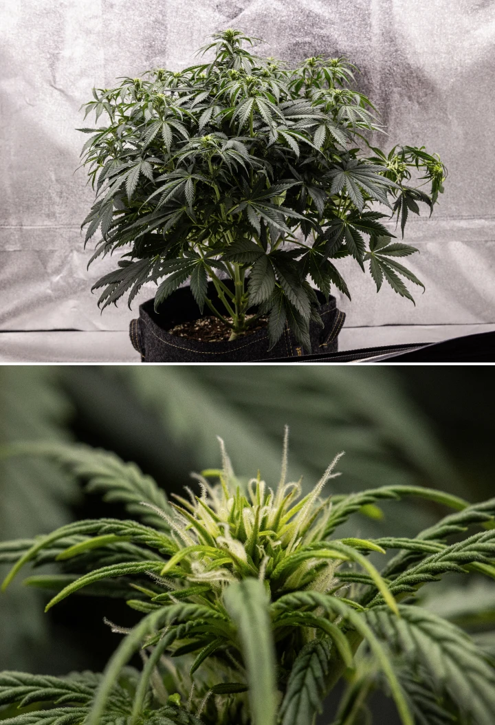 Planta de cannabis Granddaddy Purple Auto durante la semana 6, mostrando una canopia de floración densa de color verde oscuro, estructura arbustiva, primeros pistilos blancos y desarrollo sano de los cogollos.