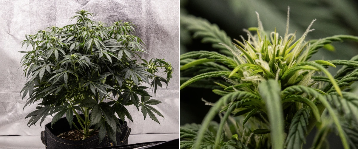 Planta de cannabis Granddaddy Purple Auto durante la semana 6, mostrando una canopia de floración densa de color verde oscuro, estructura arbustiva, primeros pistilos blancos y desarrollo sano de los cogollos.