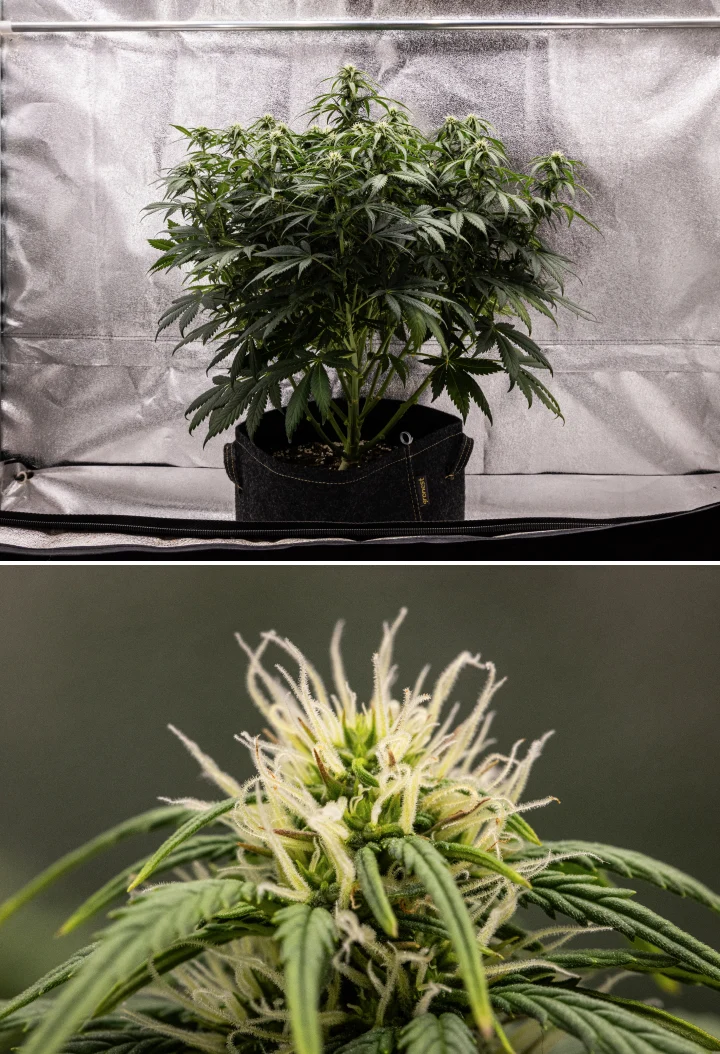 Planta de cannabis Granddaddy Purple Auto durante la semana 7, mostrando una estructura compacta y arbustiva, crecimiento sano en floración, cogollos engordando y un ligero amarilleamiento de las hojas inferiores mientras la floración continúa.