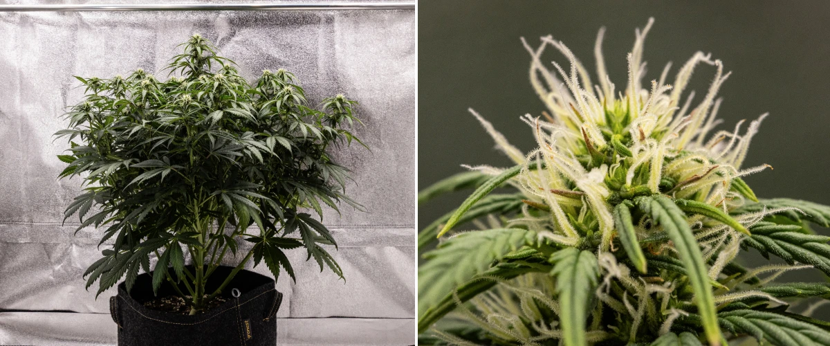 Planta de cannabis Granddaddy Purple Auto durante la semana 7, mostrando una estructura compacta y arbustiva, crecimiento sano en floración, cogollos engordando y un ligero amarilleamiento de las hojas inferiores mientras la floración continúa.