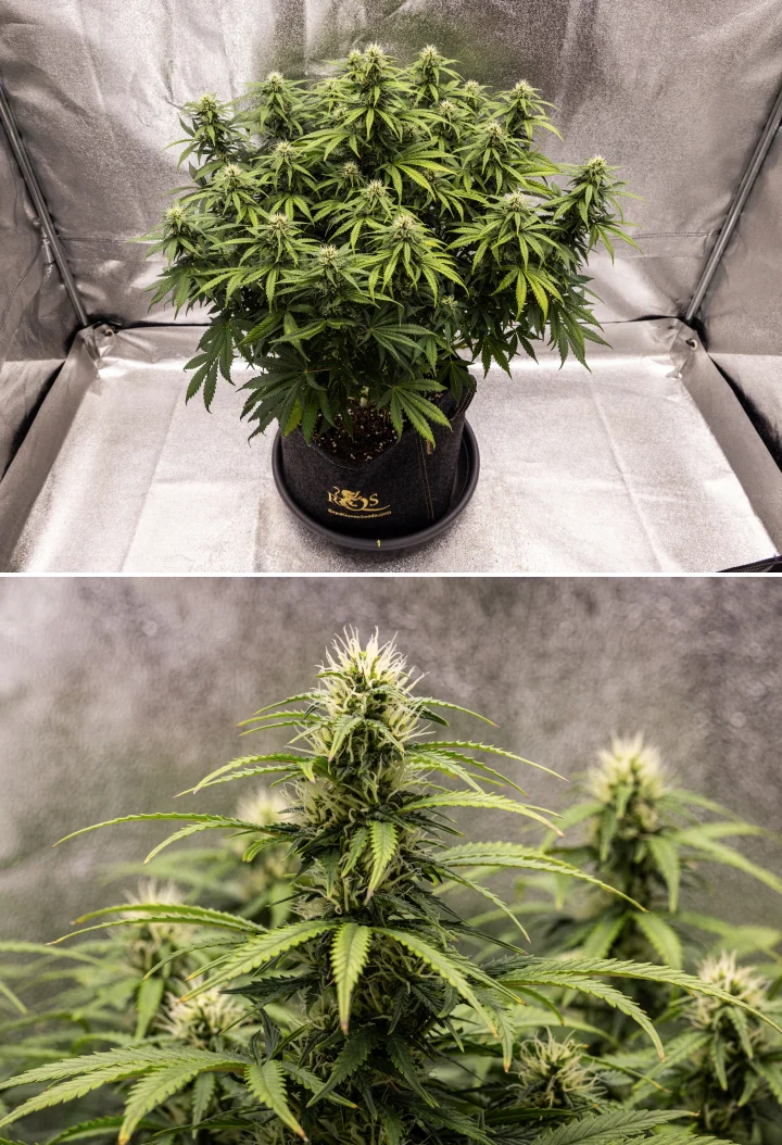 Planta de cannabis Granddaddy Purple Auto durante la semana 8, mostrando un desarrollo sólido de los cogollos, una canopia compacta y robusta, follaje verde sano y colas gruesas en floración tras cuatro semanas de bloom.