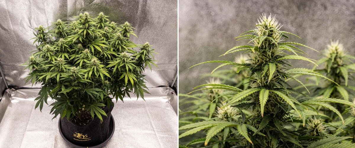Planta de cannabis Granddaddy Purple Auto durante la semana 8, mostrando un desarrollo sólido de los cogollos, una canopia compacta y robusta, follaje verde sano y colas gruesas en floración tras cuatro semanas de bloom.