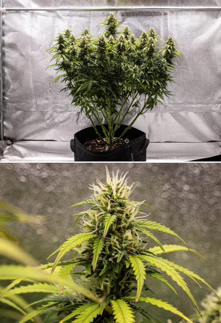 Planta de cannabis Granddaddy Purple Auto durante la semana 9, mostrando cogollos firmes ricos en tricomas, ramas florales con forma de ramo, hojas de color verde más claro y colas brillantes acercándose a la madurez.