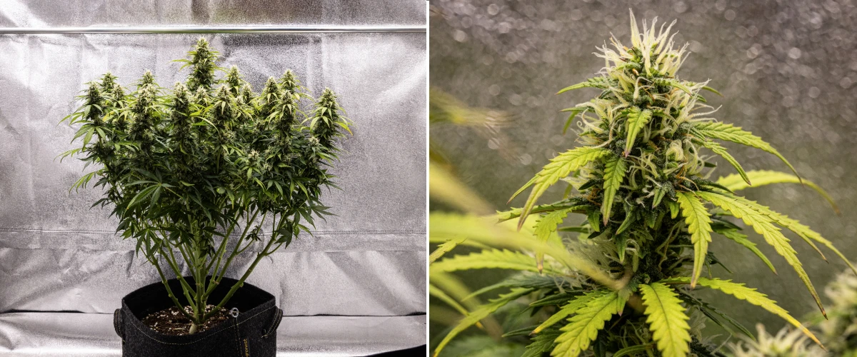 Planta de cannabis Granddaddy Purple Auto durante la semana 9, mostrando cogollos firmes ricos en tricomas, ramas florales con forma de ramo, hojas de color verde más claro y colas brillantes acercándose a la madurez.