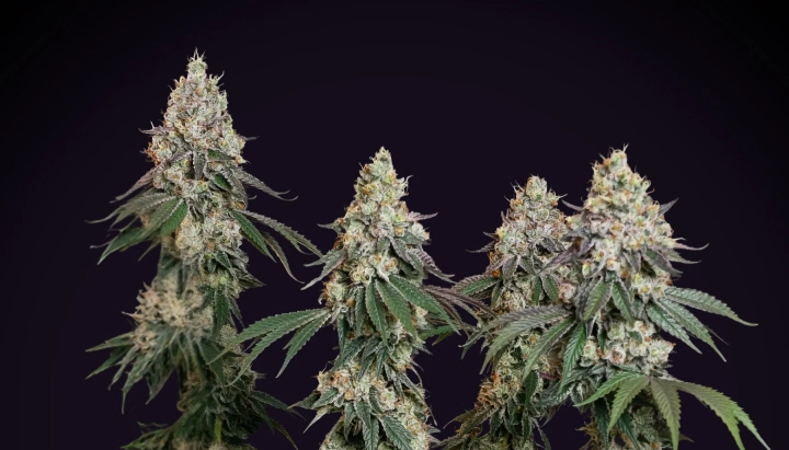 Grape Ape: variedad compacta más indica-dominante Planta de cannabis Grape Ape con colas densas y escarchadas, cogollos resinosos, pistilos naranjas y crecimiento de floración compacto sobre un fondo oscuro.