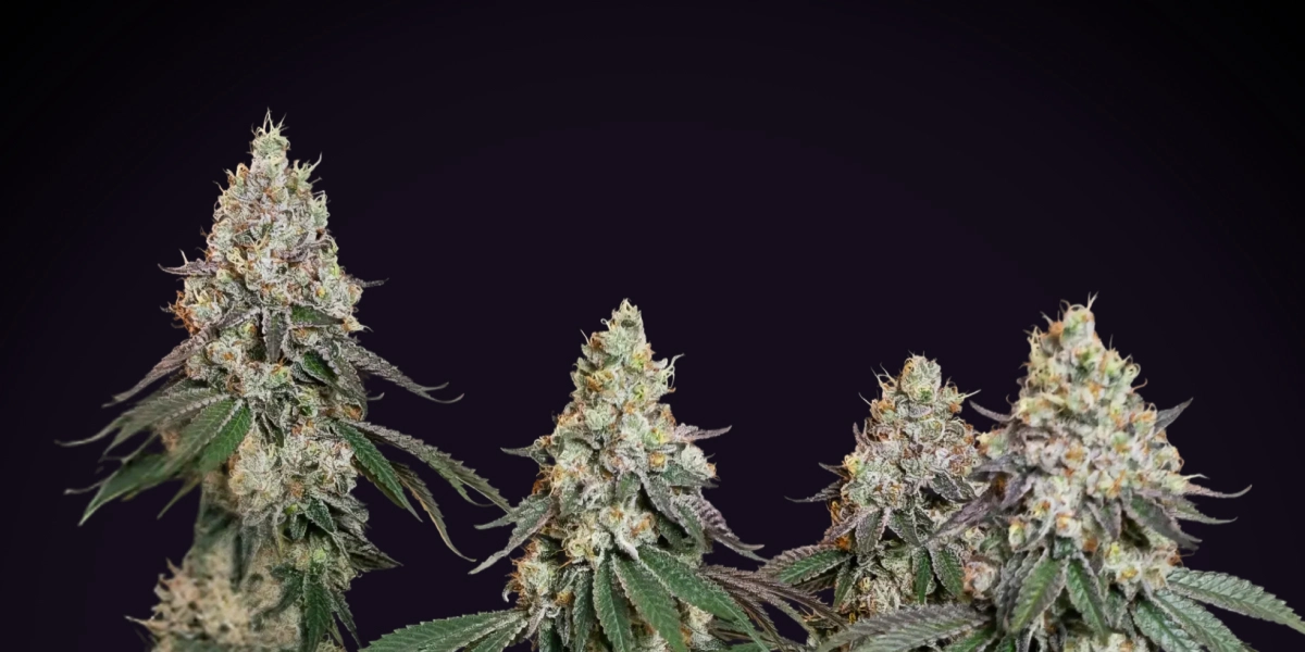Grape Ape: variedad compacta más indica-dominante Planta de cannabis Grape Ape con colas densas y escarchadas, cogollos resinosos, pistilos naranjas y crecimiento de floración compacto sobre un fondo oscuro.