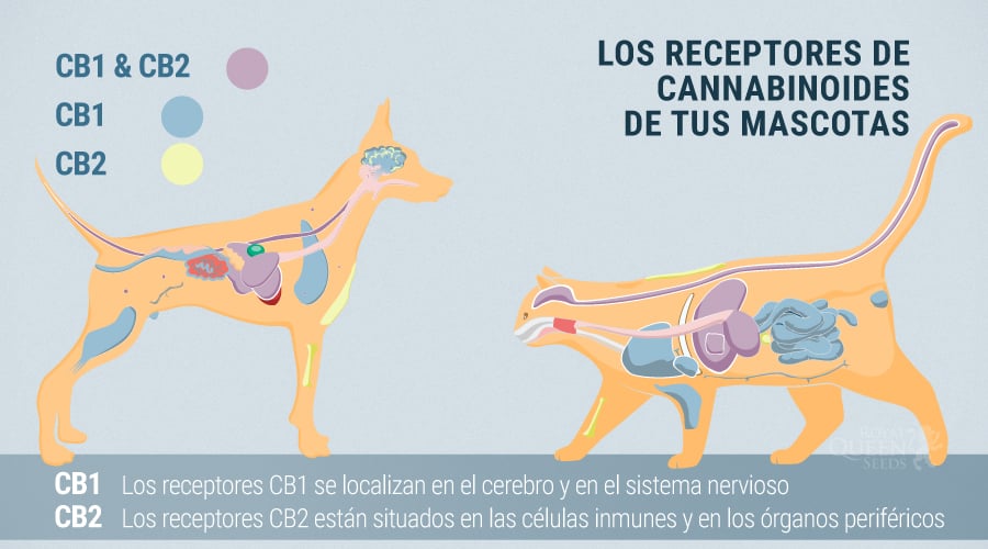 El Sistema Endocannabinoide De Perros Y Gatos