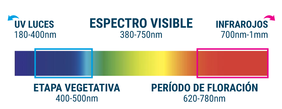 Espectro De Luz Cannabis Atrofia o crecimiento lento en las plantas de marihuana