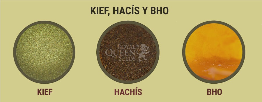 Kief, Hachís y BHO 