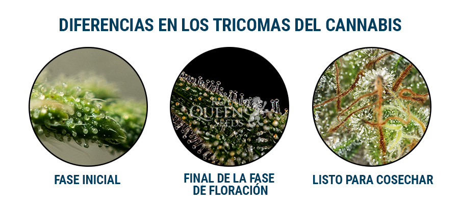 Tricomas De Cannabis