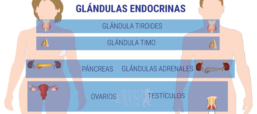 GLÁNDULAS ENDOCRINAS