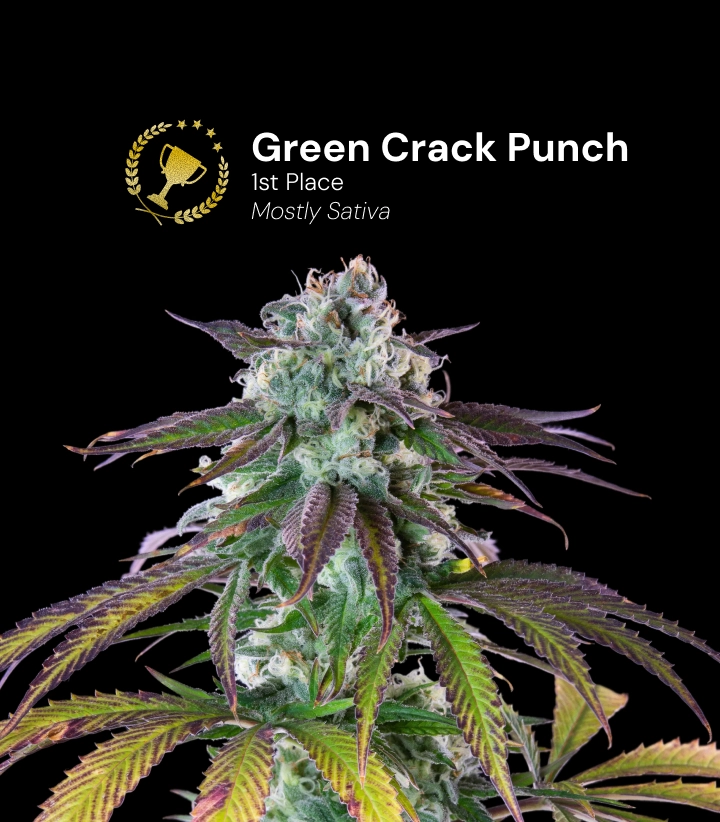 Green Crack Punch, variedad de cannabis premiada Descubre Green Crack Punch, una variedad de cannabis principalmente sativa y premiada, con impresionantes cogollos resinosos.