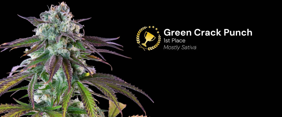 Green Crack Punch, variedad de cannabis premiada Descubre Green Crack Punch, una variedad de cannabis principalmente sativa y premiada, con impresionantes cogollos resinosos.