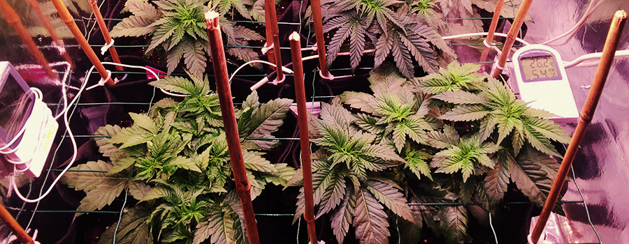 Green Gelato Green Gelato