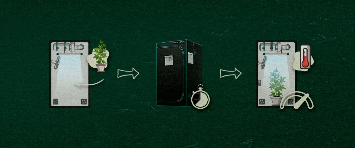 Guía Paso a Paso para Configurar una Tienda de Cultivo 4×4 Una ilustración de guía paso a paso continuada para configurar una tienda de cultivo 4×4, mostrando la adición de una planta de cannabis, un temporizador para los horarios de luz y un termómetro para monitorear las condiciones, sobre un fondo verde con flechas que indican el proceso.