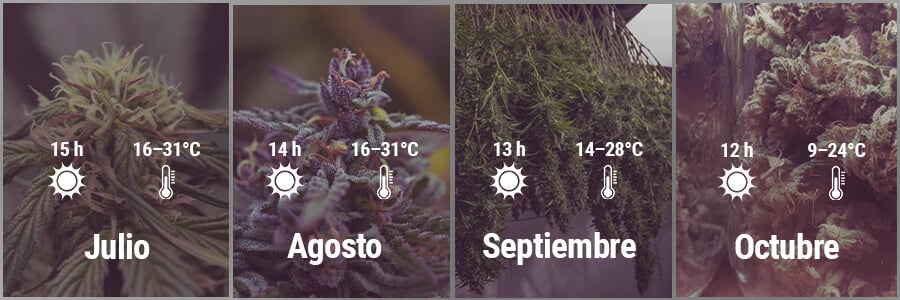 How To Grow Cannabis Outdoors In Spain