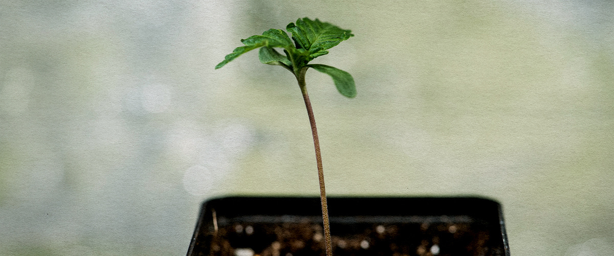 Plántula joven de Wedding Cake emergiendo del suelo en una maceta negra pequeña, con hojas verdes delicadas y tallo rojo fino, simbolizando el inicio del cultivo.