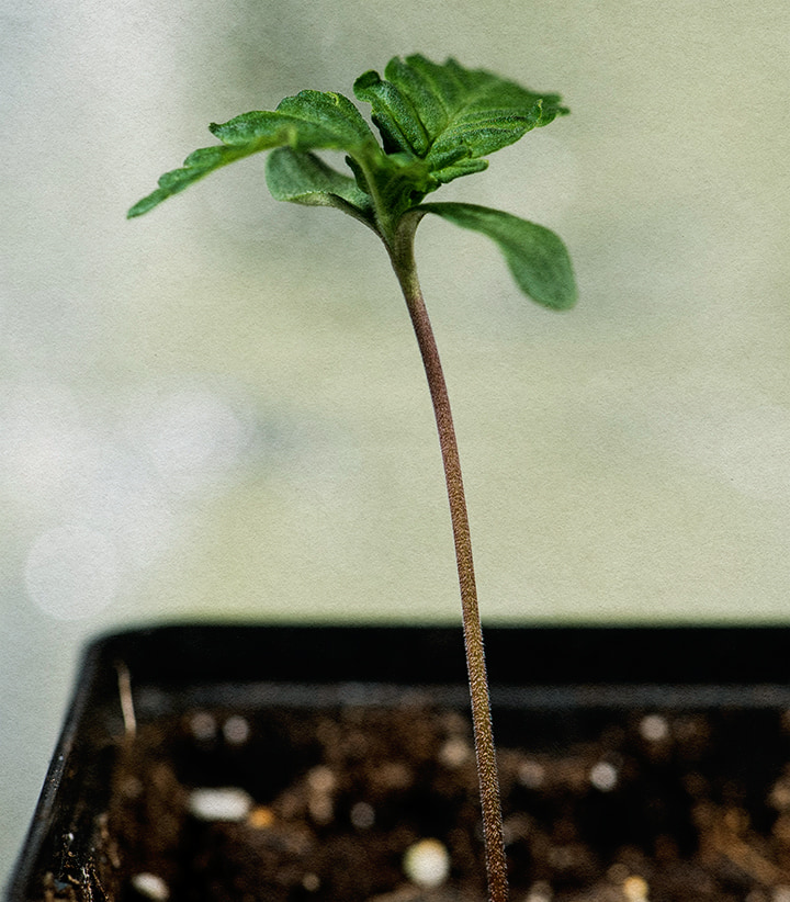 Plántula joven de Wedding Cake emergiendo del suelo en una maceta negra pequeña, con hojas verdes delicadas y tallo rojo fino, simbolizando el inicio del cultivo.