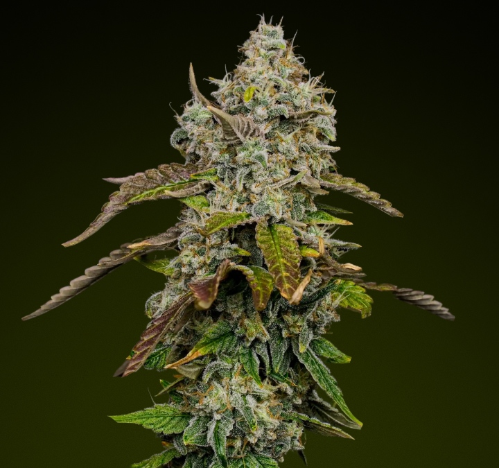 Cogollo de cannabis Blue Dream con densos tricomas escarchados y matices morados, conocido por su perfil dulce y afrutado ideal para comestibles