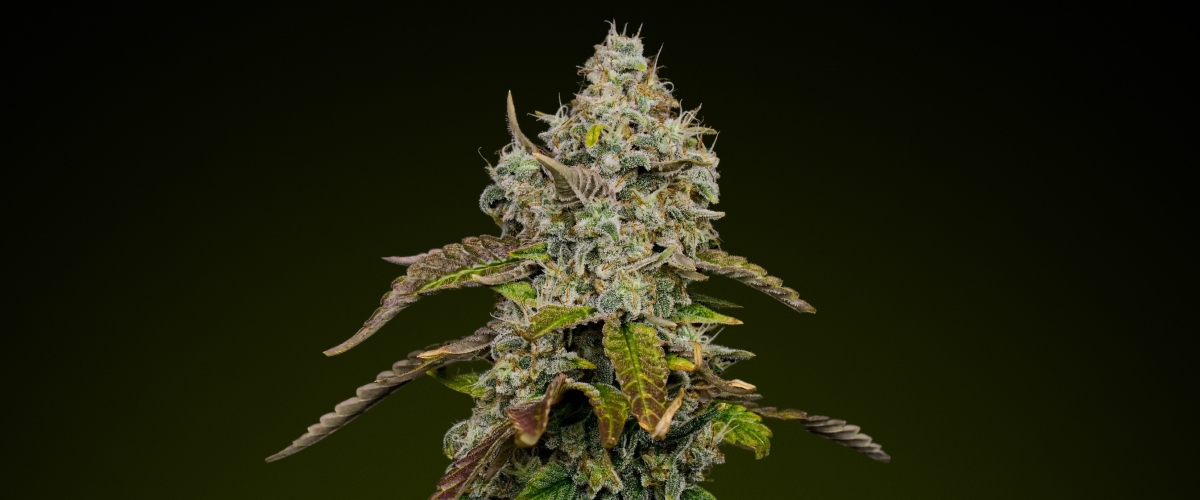 Cogollo de cannabis Blue Dream con densos tricomas escarchados y matices morados, conocido por su perfil dulce y afrutado ideal para comestibles