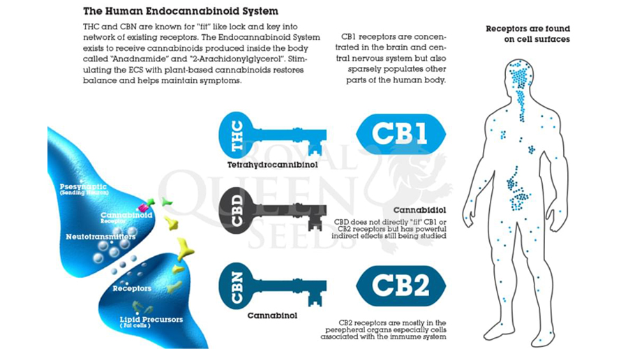 sistema endocannabinoide THC CDB CBN anadnamide