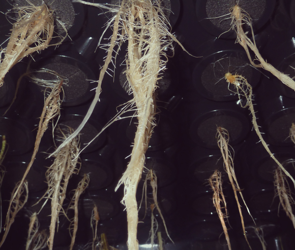 PYTHIUM raíces de cannabis excesivamente irrigadas poda de cultivo hidropónico