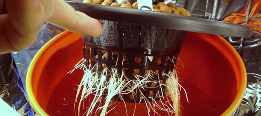 Como Montar Um Cultivo Hidropnico Guia Completo Com Como Montar Um Cultivo Hidropnico Guia Completo Com