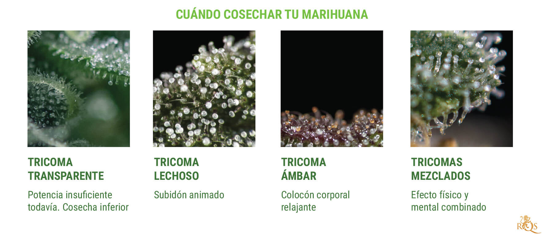 INDICAN CUANDO ES EL MOMENTO DE COSECHAR INDICAN CUANDO ES EL MOMENTO DE COSECHAR