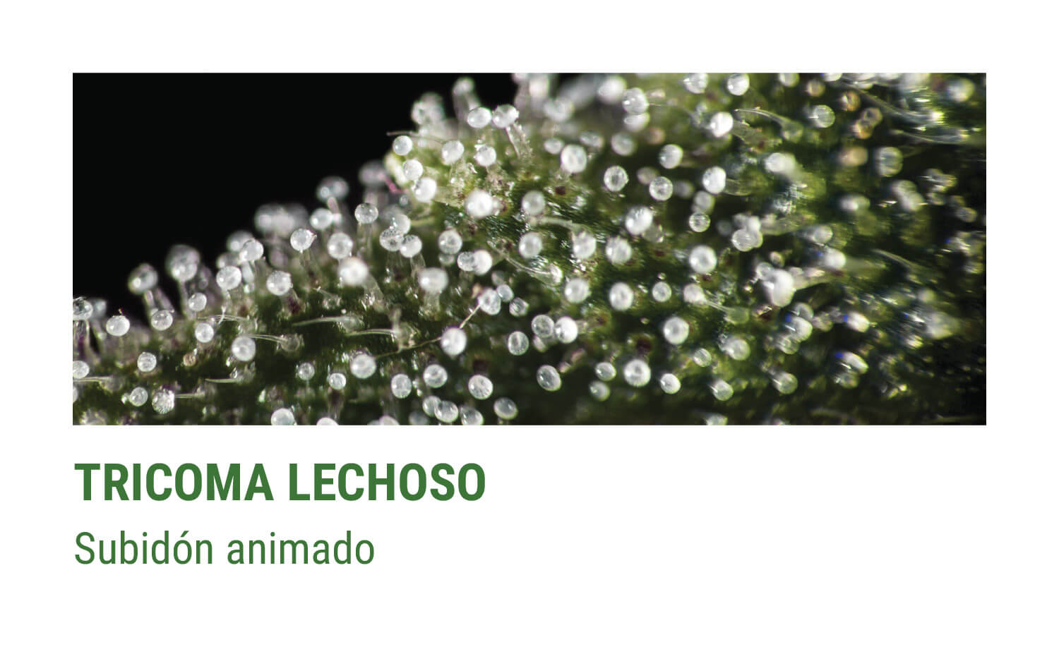 TRICOMAS LECHOSOS TRICOMAS LECHOSOS