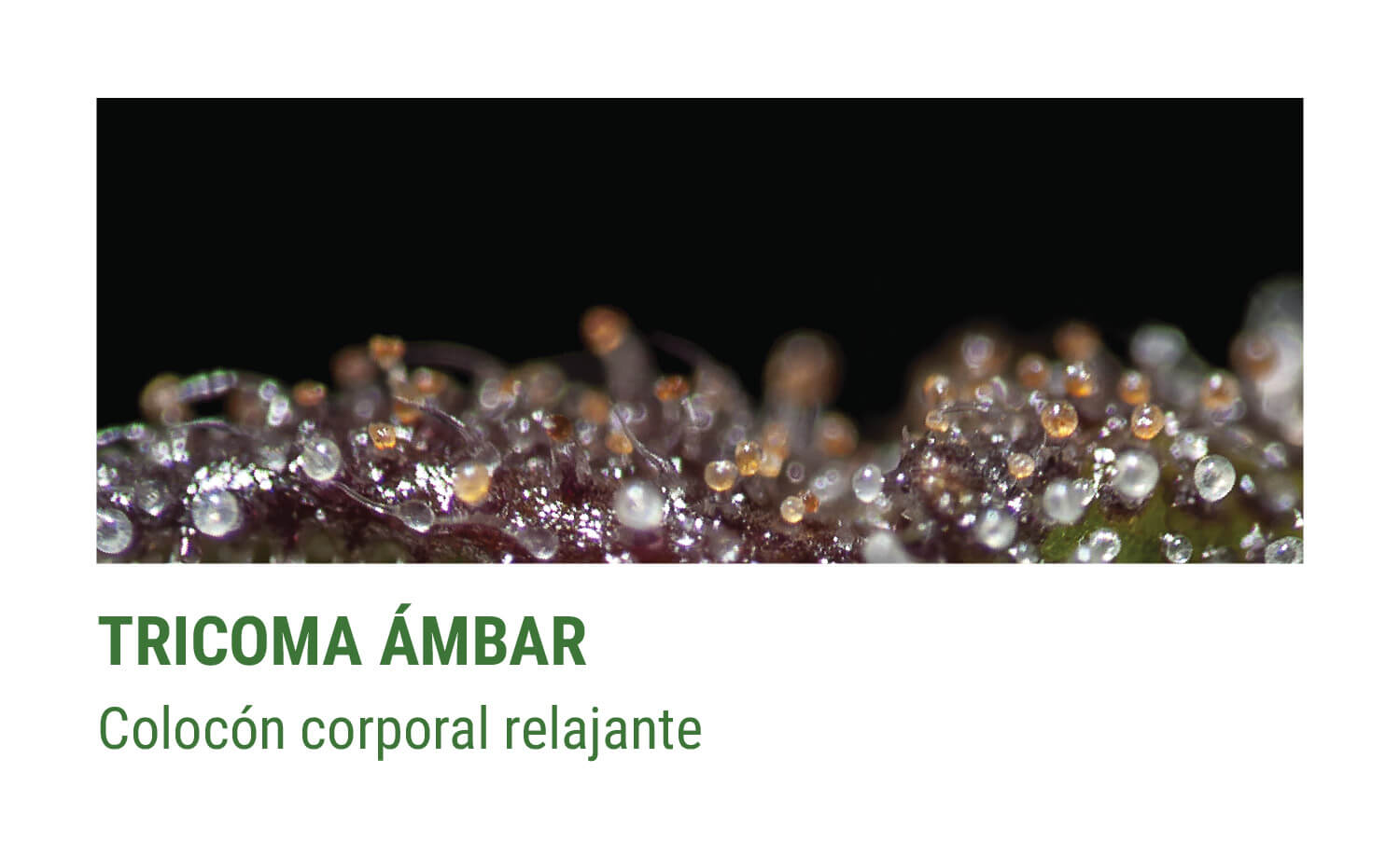 TRICOMAS ÁMBAR