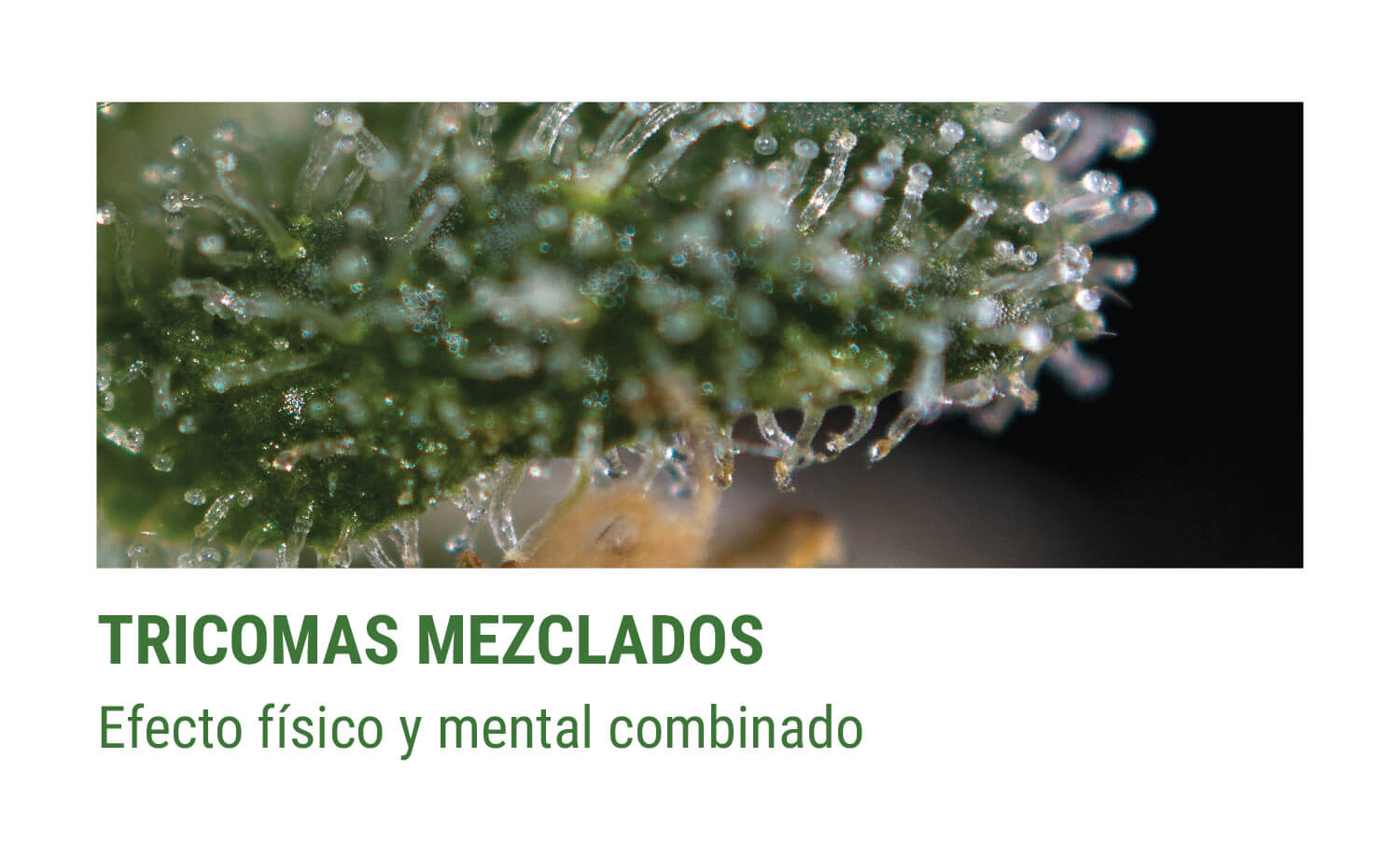 TRICOMAS MEZCLADOS TRICOMAS MEZCLADOS