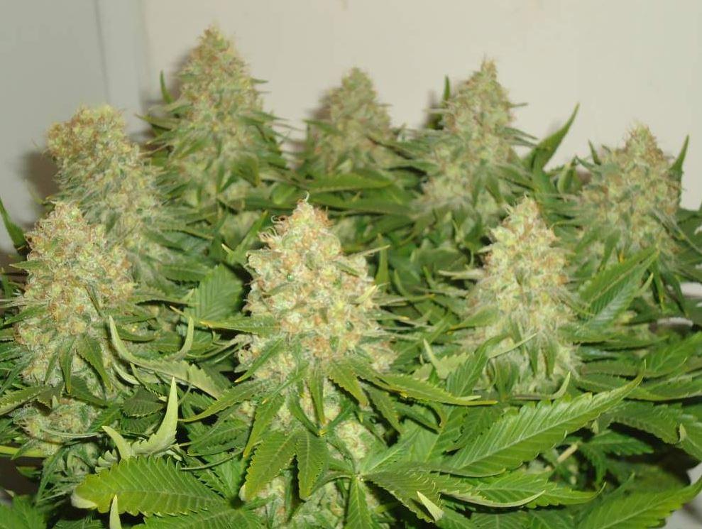 Haze Berry cannabis feminizada