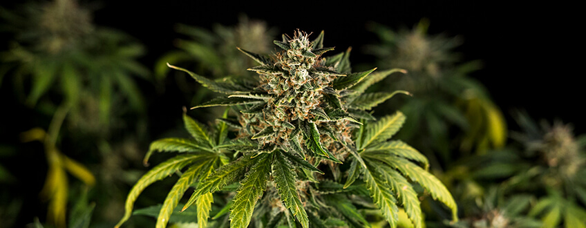 ¿Qué son las semillas de marihuana autoflorecientes