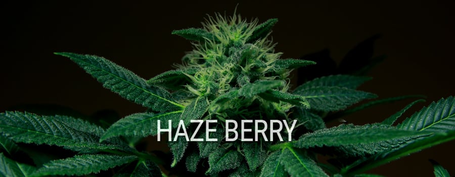 hazed desgracia hazed desgracia