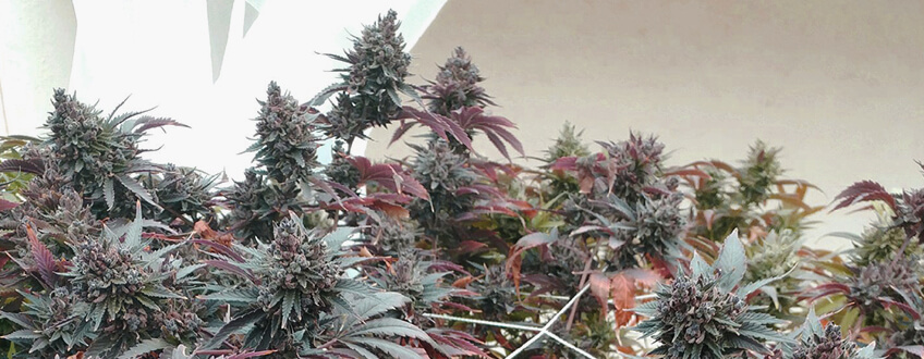 Haze Berry Haze Berry