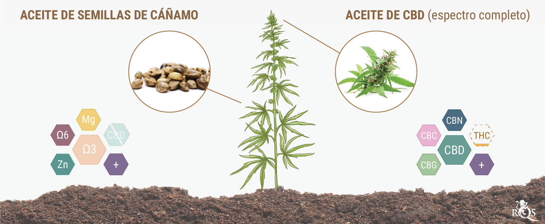 ¿Contienen CBD las semillas de cáñamo o el aceite de semillas de cáñamo?