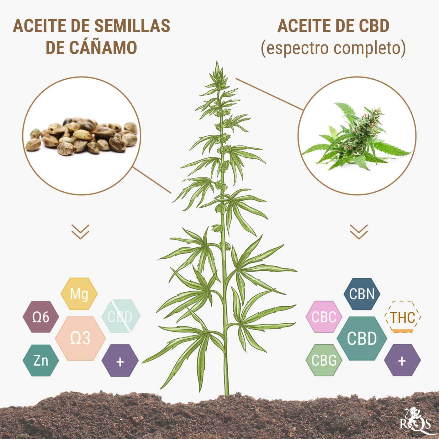 ¿Contienen CBD las semillas de cáñamo o el aceite de semillas de cáñamo?