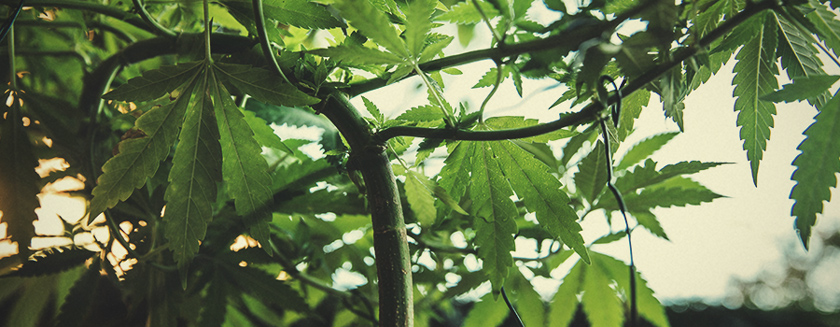 Como Aplicar La Tècnica De Bajo Estrés A La Planta De Cannabist