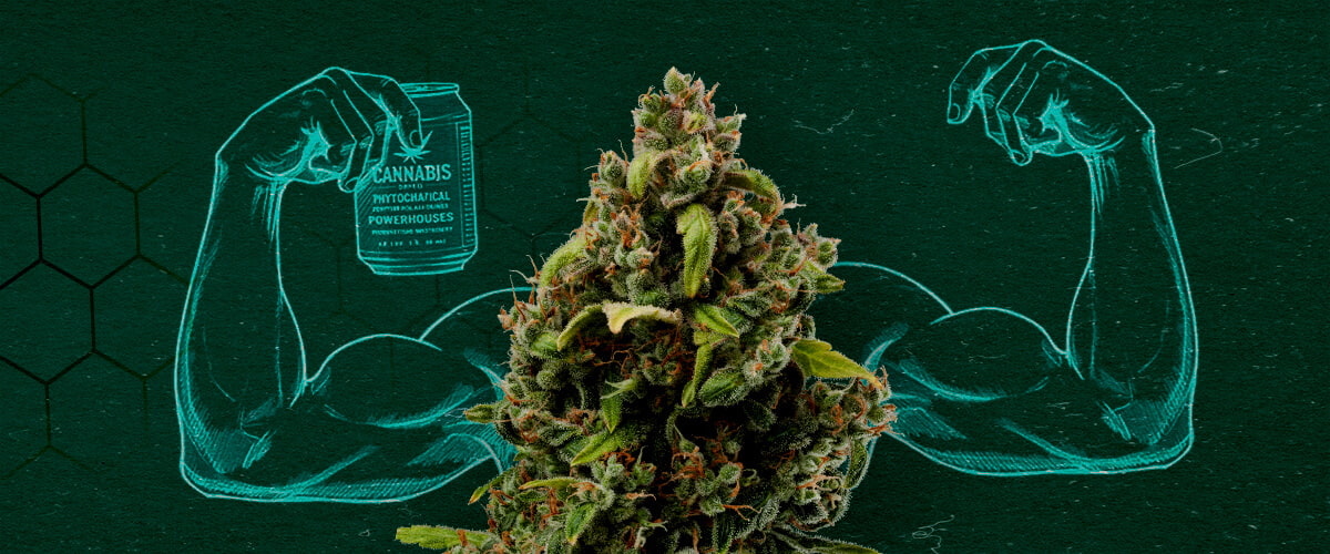 Extractos de Cannabis: Poderosos Fungicidas Naturales Cogollo de cannabis mostrando músculos, representando su poder como fungicida natural.