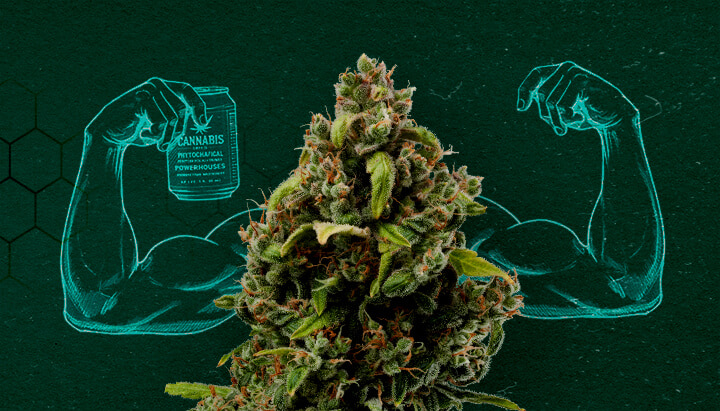Extractos de Cannabis: Poderosos Fungicidas Naturales Cogollo de cannabis mostrando músculos, representando su poder como fungicida natural.
