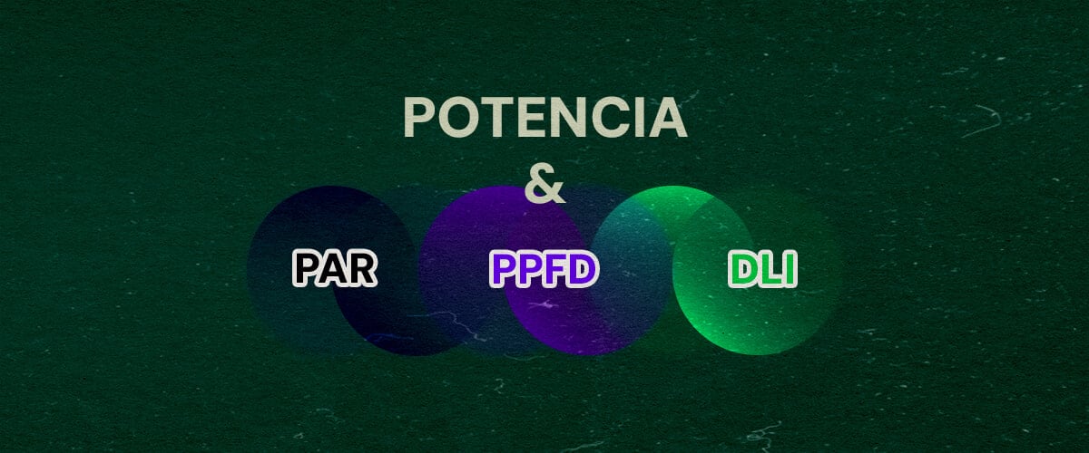 Cómo se Relacionan PAR, PPFD y DLI con la Potencia en Vatios Cannabis Una ilustración con