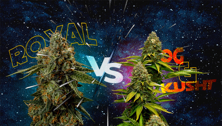 An illustration of two cannabis buds with 