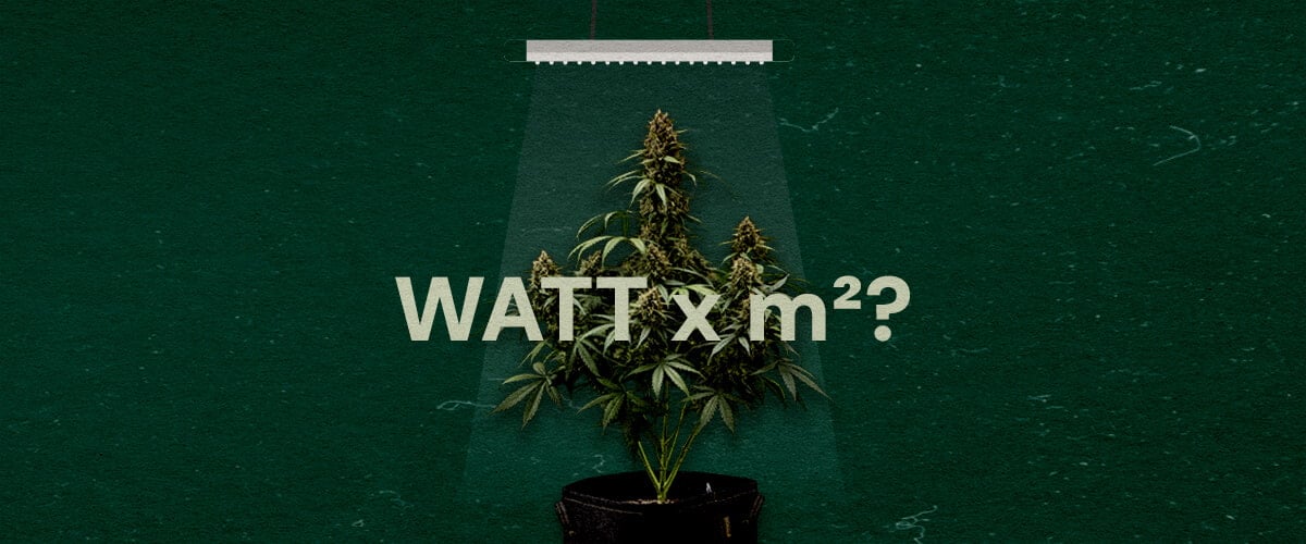 ¿Cuántos Vatios por Pie Cuadrado para Luces LED de Cultivo Cannabis? Una ilustración de una planta de cannabis bajo una luz LED de cultivo con el texto