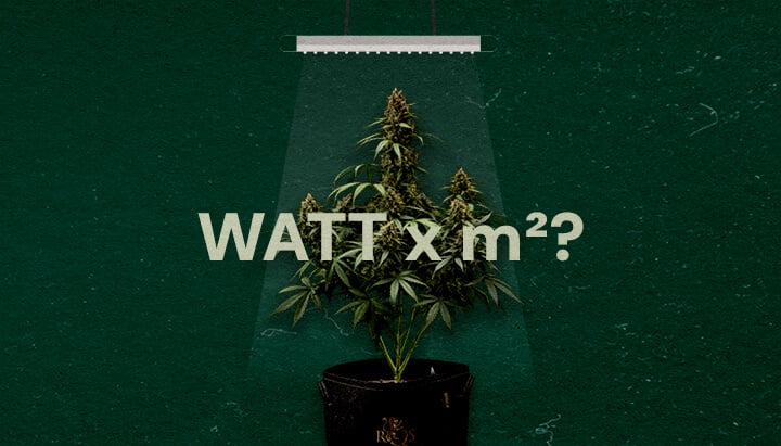 ¿Cuántos Vatios por Pie Cuadrado para Luces LED de Cultivo Cannabis? Una ilustración de una planta de cannabis bajo una luz LED de cultivo con el texto